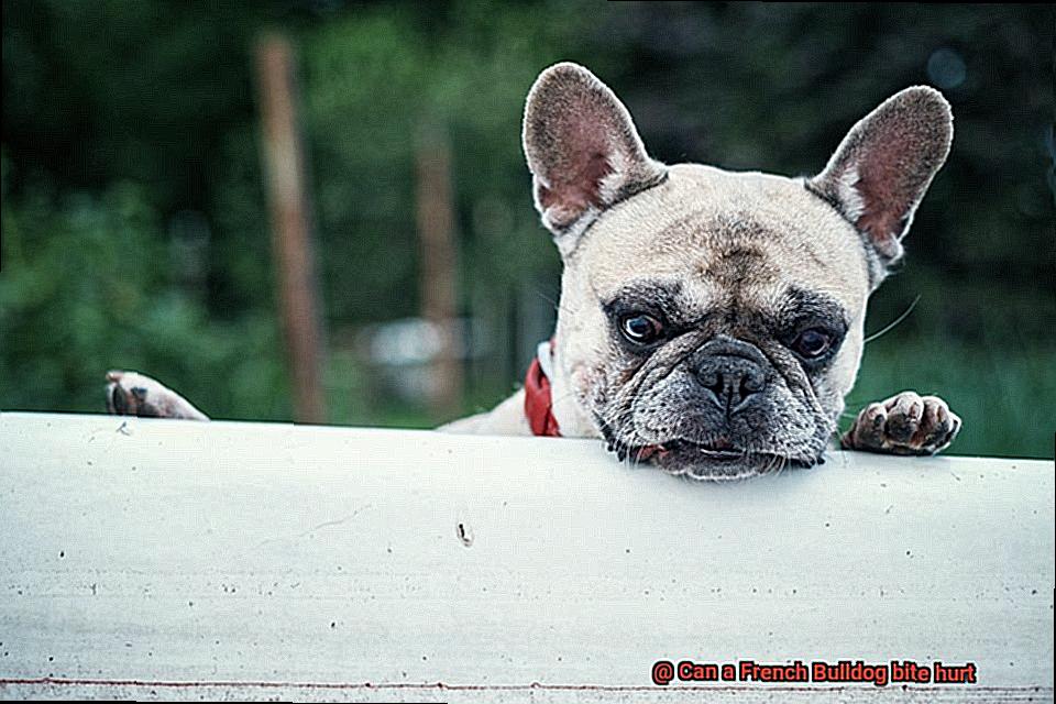 Can a French Bulldog bite hurt? – Allfrbulldogs.com