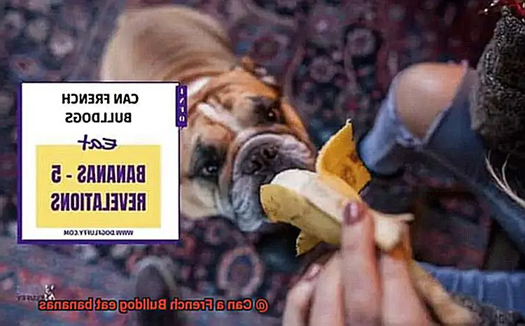 Can a French Bulldog eat bananas-3