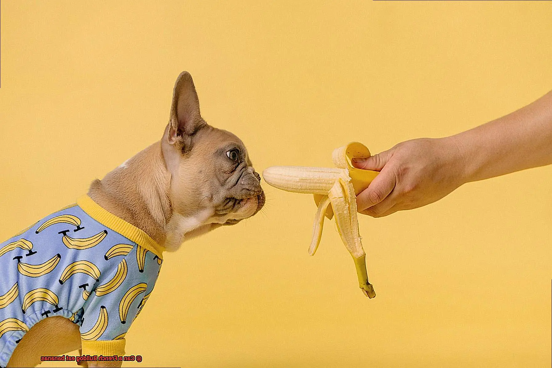 Can a French Bulldog eat bananas-2