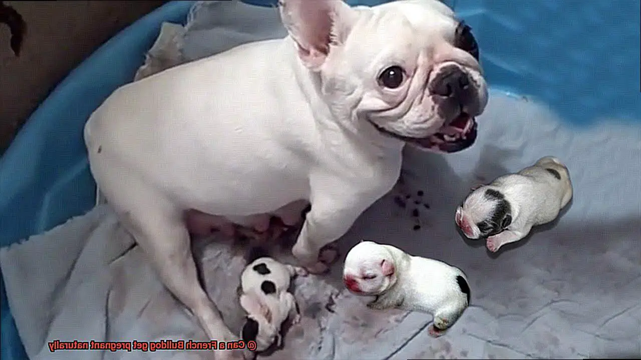 Can a French Bulldog get pregnant naturally-2