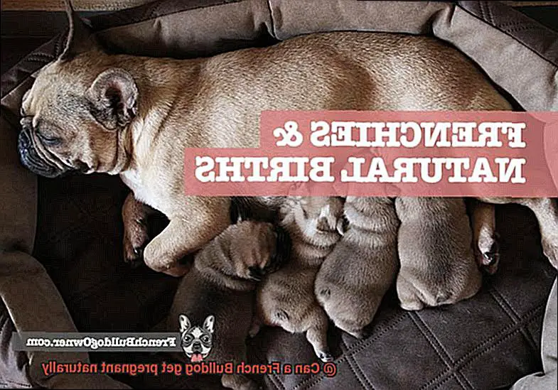Can a French Bulldog get pregnant naturally-5