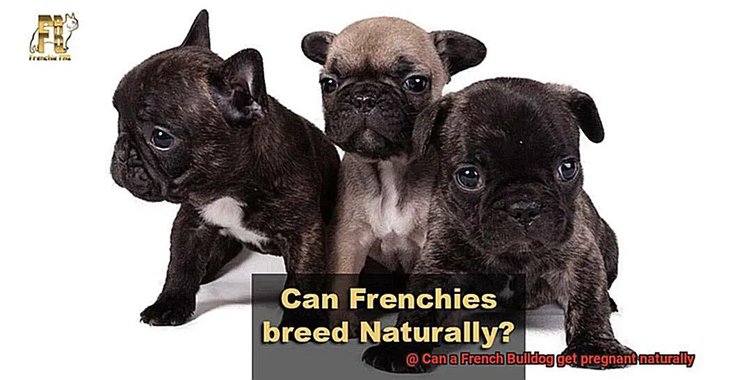 Can a French Bulldog get pregnant naturally-4