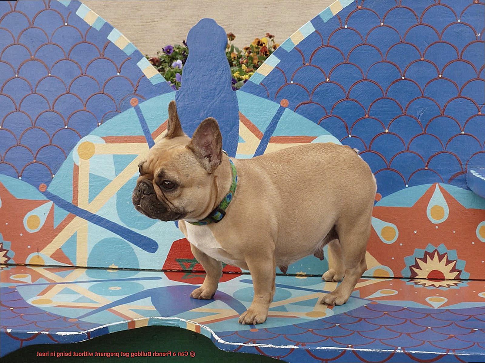 Can a French Bulldog get pregnant without being in heat-4