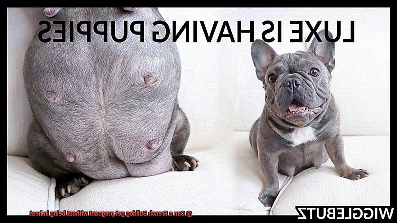 Can a French Bulldog get pregnant without being in heat-6