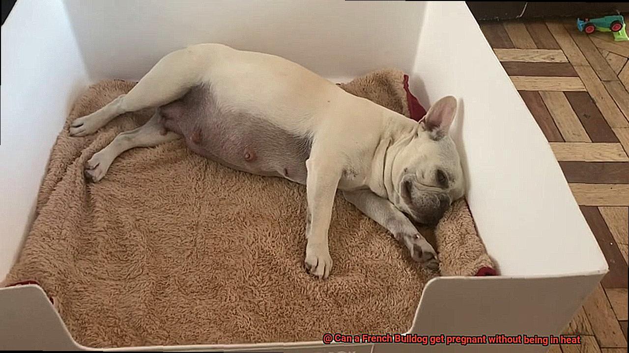Can a French Bulldog get pregnant without being in heat-5