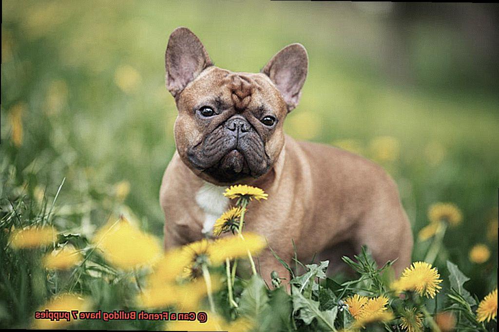 Can a French Bulldog have 7 puppies-3