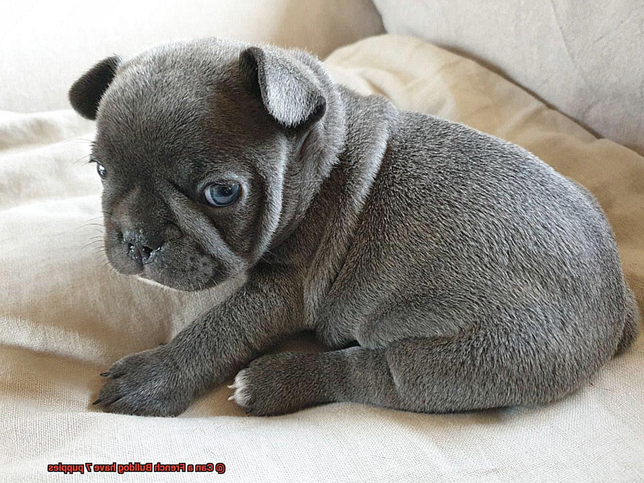 Can a French Bulldog have 7 puppies-2