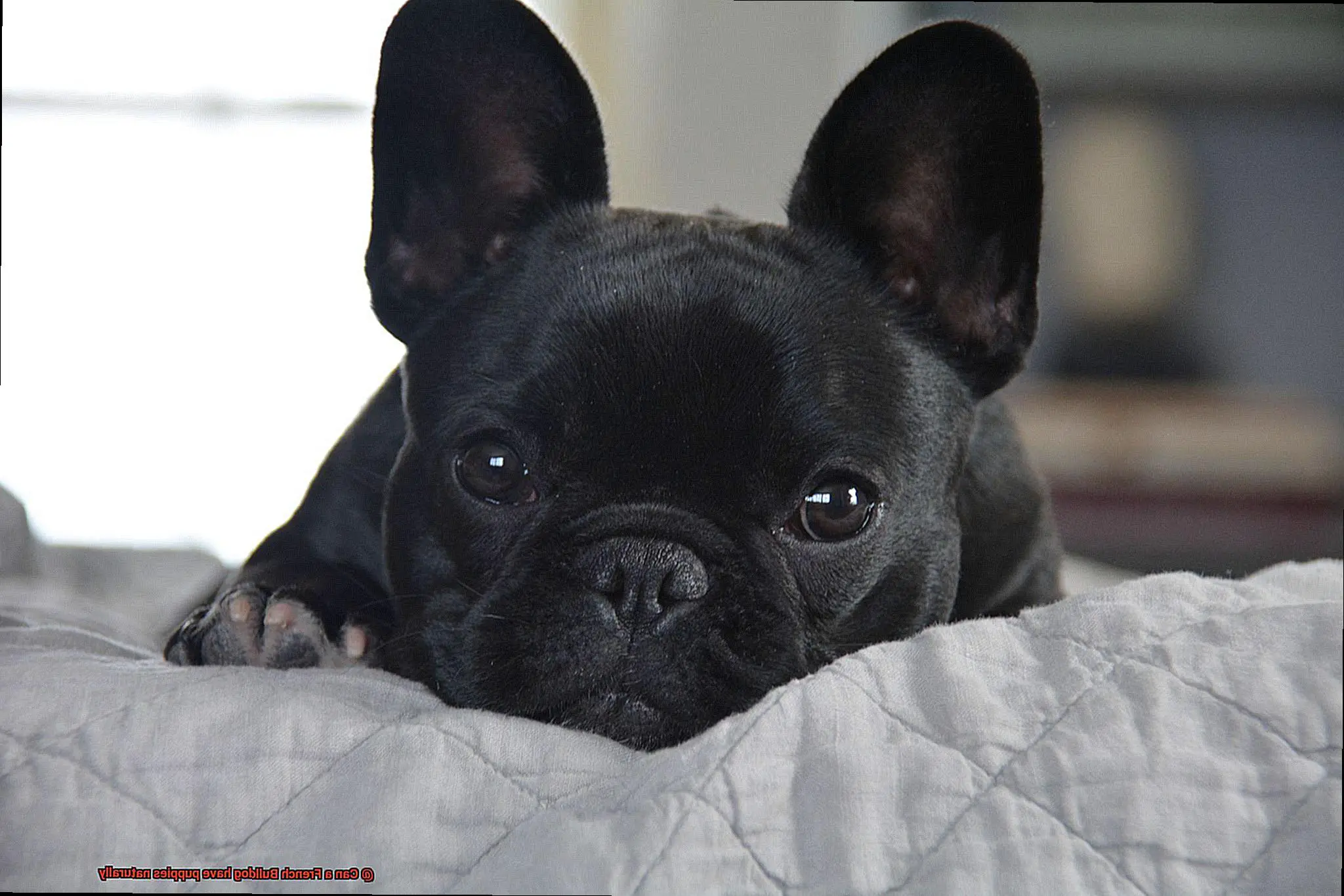 Can a French Bulldog have puppies naturally-2