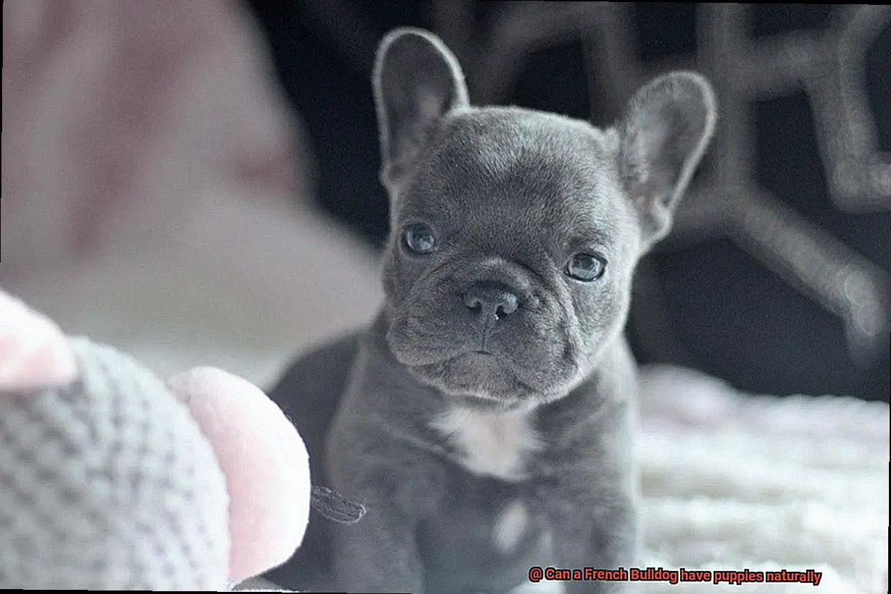 Can a French Bulldog have puppies naturally-3