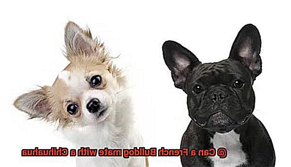 Can a French Bulldog mate with a Chihuahua-4