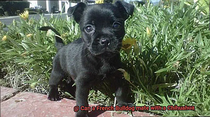 Can a French Bulldog mate with a Chihuahua-3