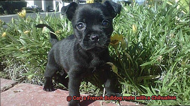 Can a French Bulldog mate with a Chihuahua-3