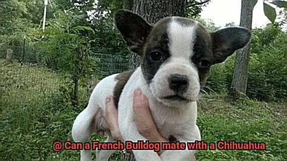 Can a French Bulldog mate with a Chihuahua-6