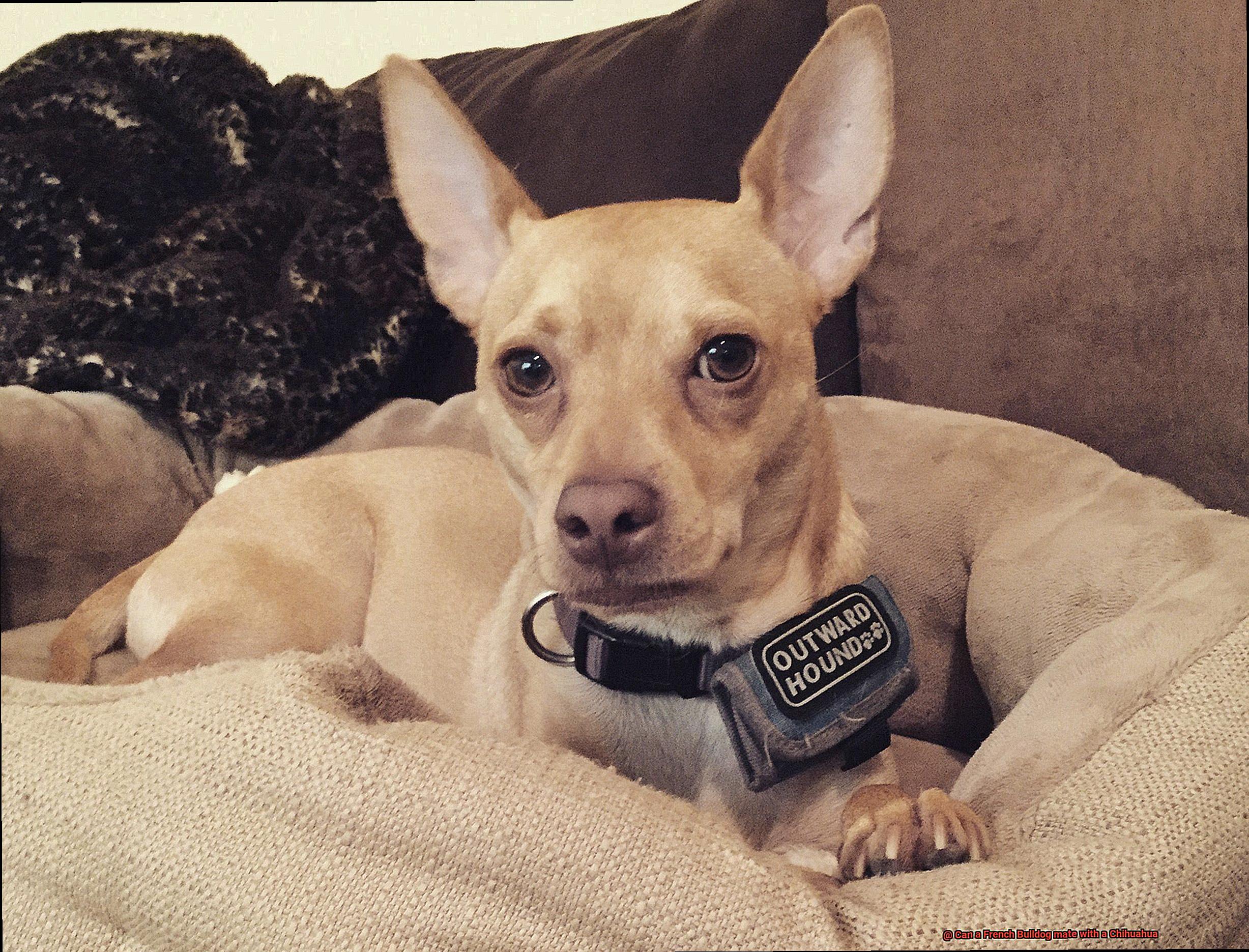 Can a French Bulldog mate with a Chihuahua-2