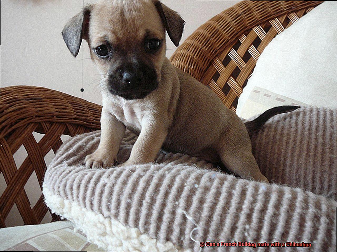 Can a French Bulldog mate with a Chihuahua-5