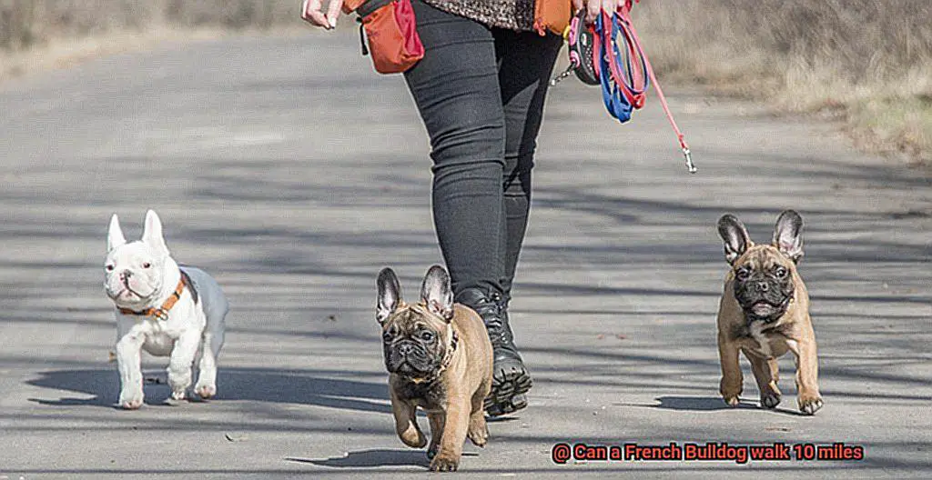 Can a French Bulldog walk 10 miles-5