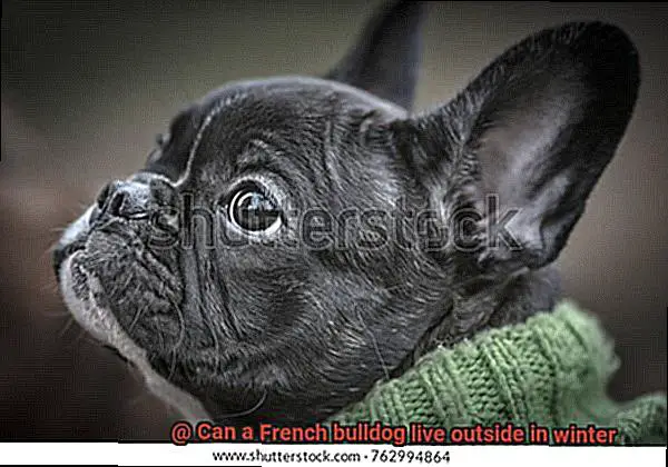 Can a French bulldog live outside in winter-2
