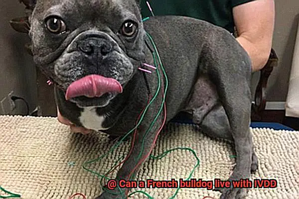 Can a French bulldog live with IVDD-4
