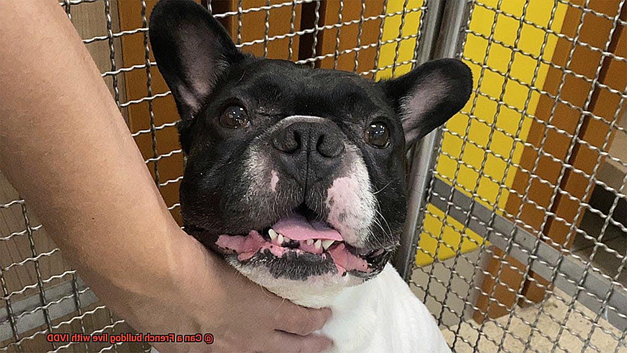 Can a French bulldog live with IVDD-2