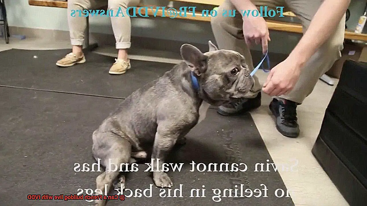 Can a French bulldog live with IVDD-8