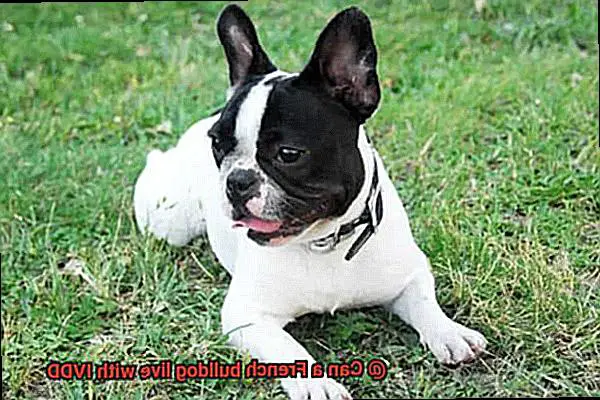 Can a French bulldog live with IVDD-6