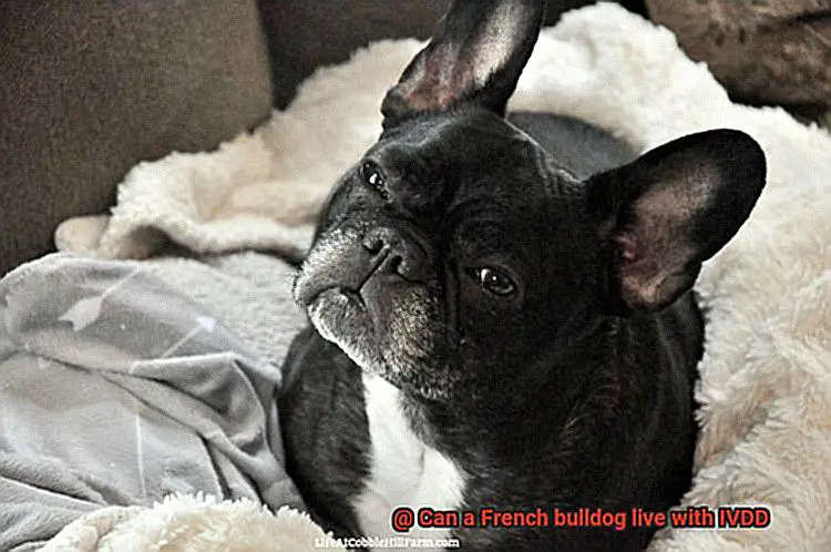 Can a French bulldog live with IVDD-7