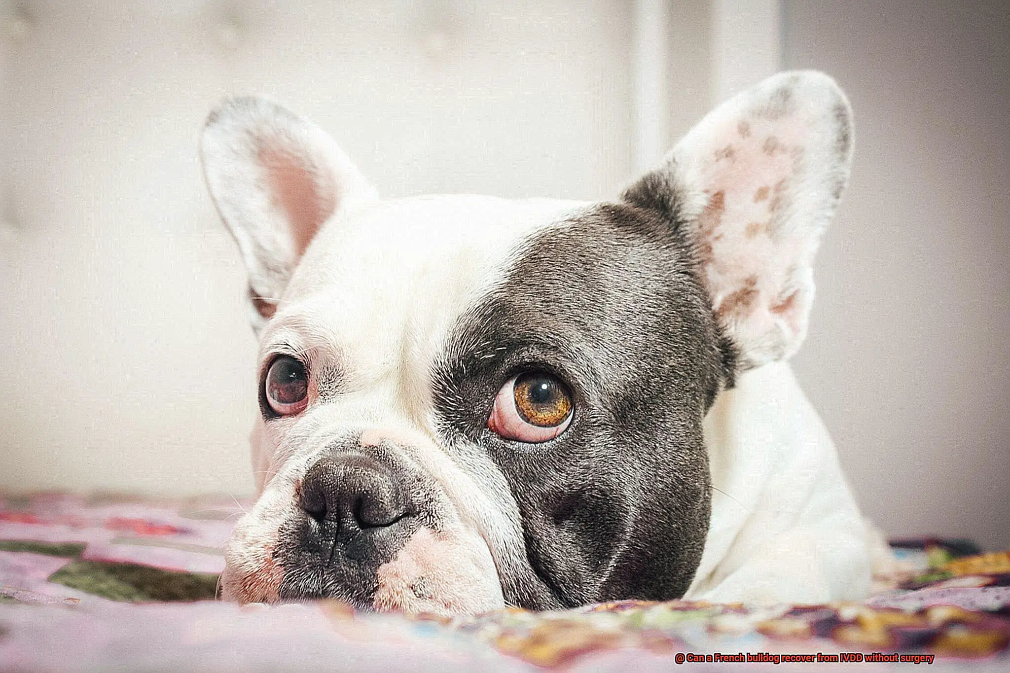Can a French bulldog recover from IVDD without surgery-3
