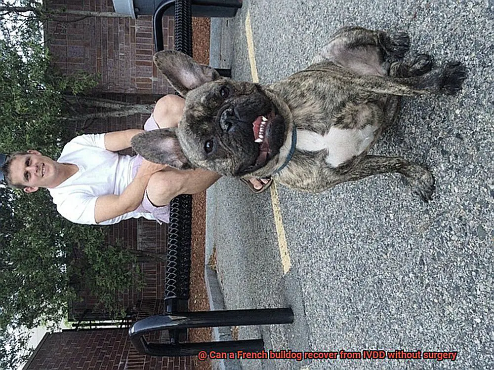 Can a French bulldog recover from IVDD without surgery-2