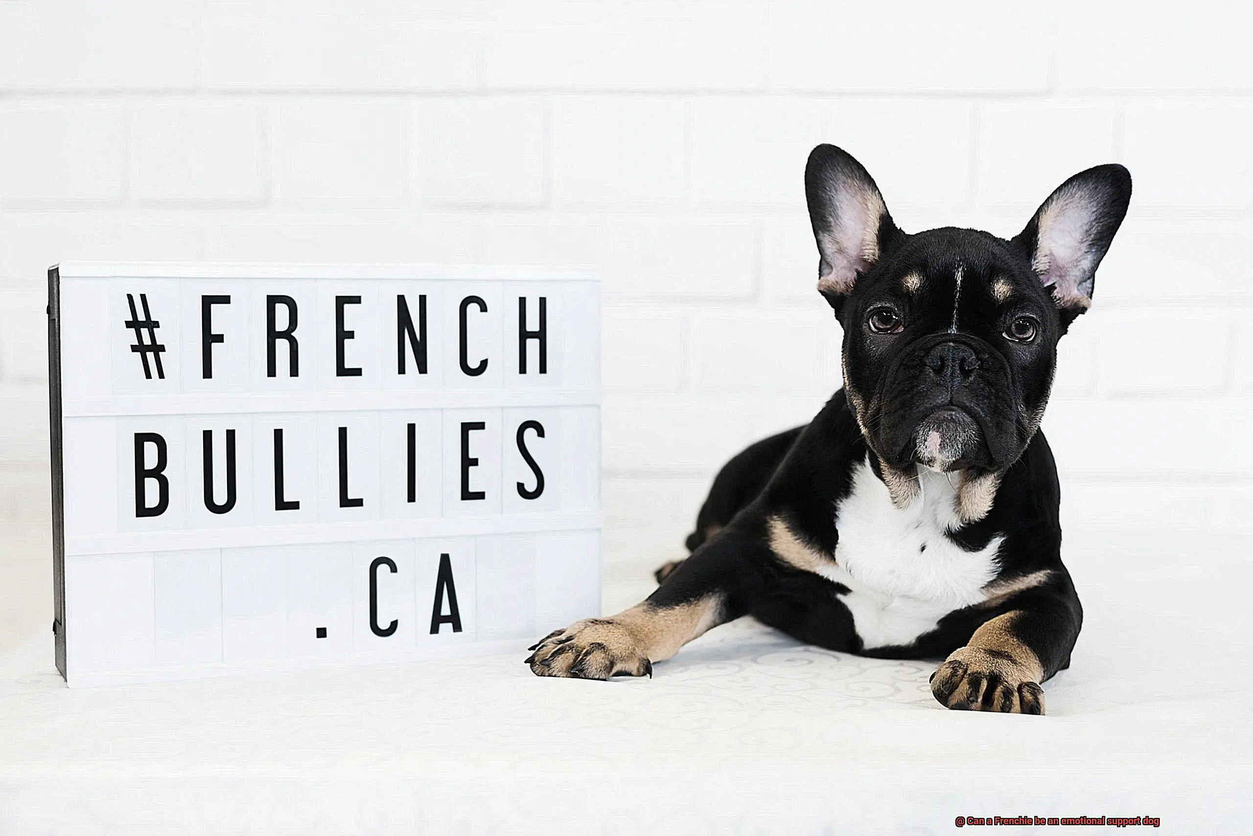 Can a Frenchie be an emotional support dog-6