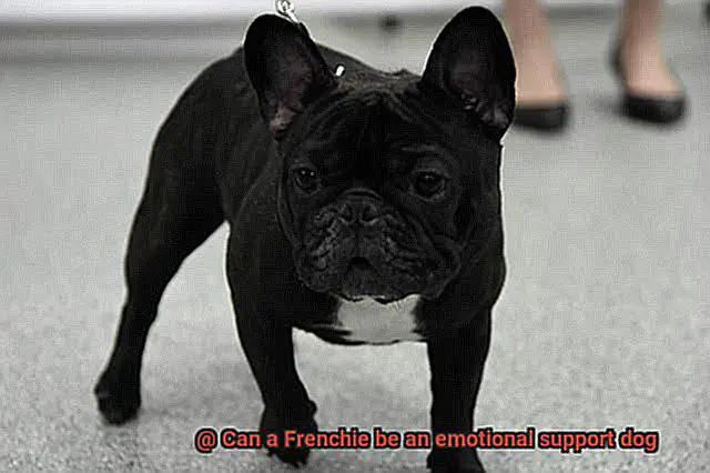 Can a Frenchie be an emotional support dog-5