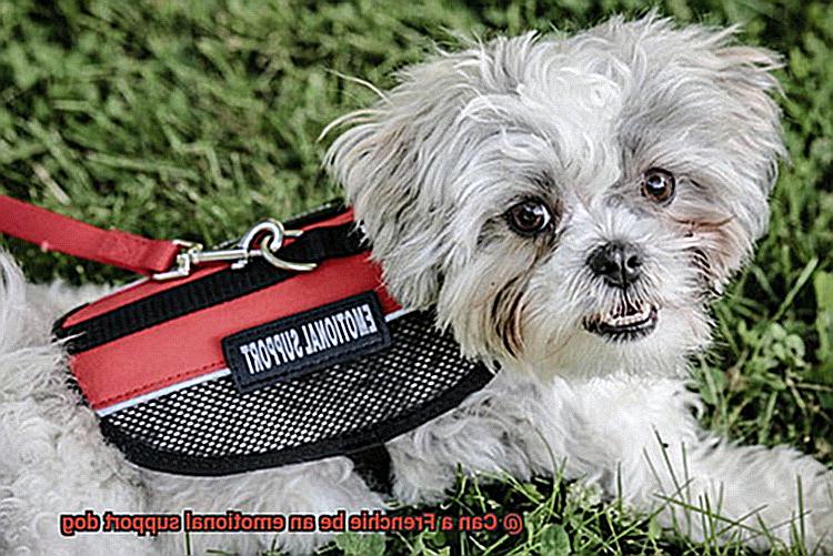 Can a Frenchie be an emotional support dog-2