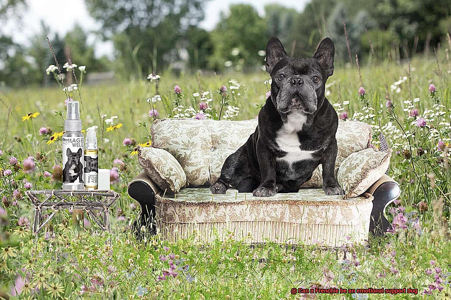 Can a Frenchie be an emotional support dog-3