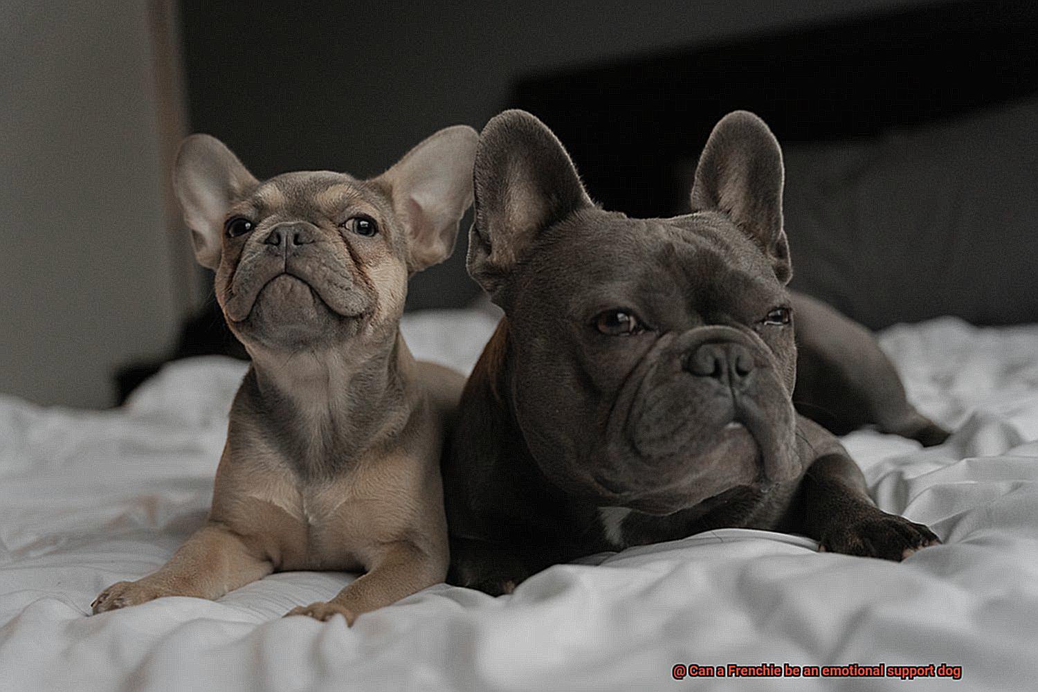 Can a Frenchie be an emotional support dog-4