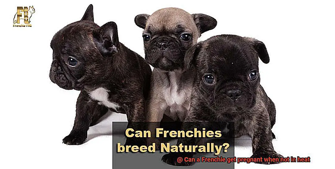 Can a Frenchie get pregnant when not in heat-2