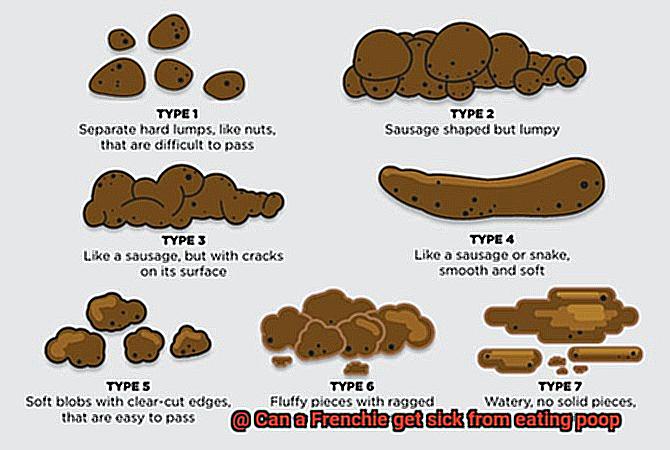 Can a Frenchie get sick from eating poop-3