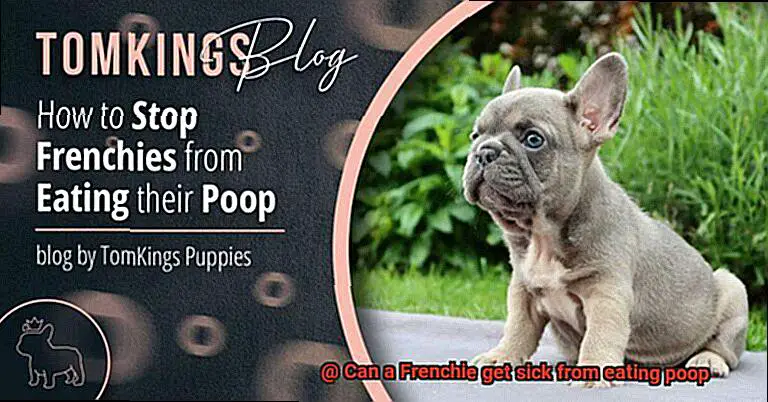Can a Frenchie get sick from eating poop-4