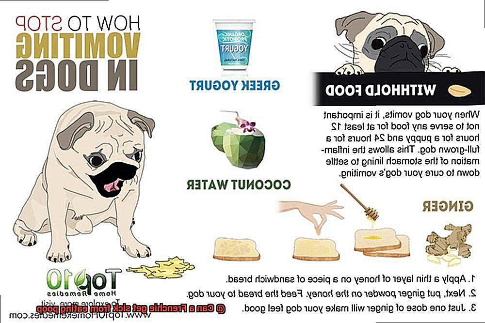 Can a Frenchie get sick from eating poop-5