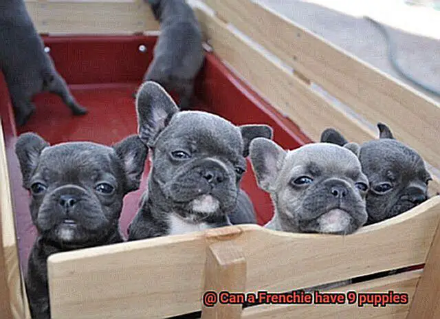 Can a Frenchie have 9 puppies-3