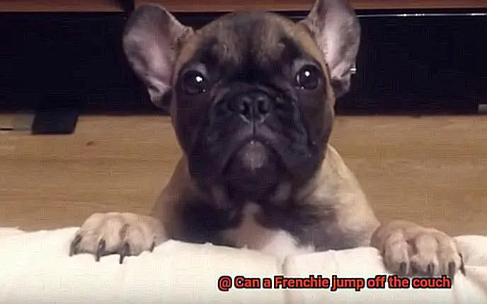 Can a Frenchie jump off the couch-4