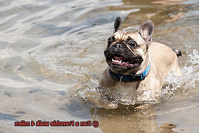 Can a Frenchie walk 4 miles-2