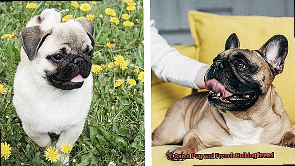 Can a Pug and French Bulldog breed-2