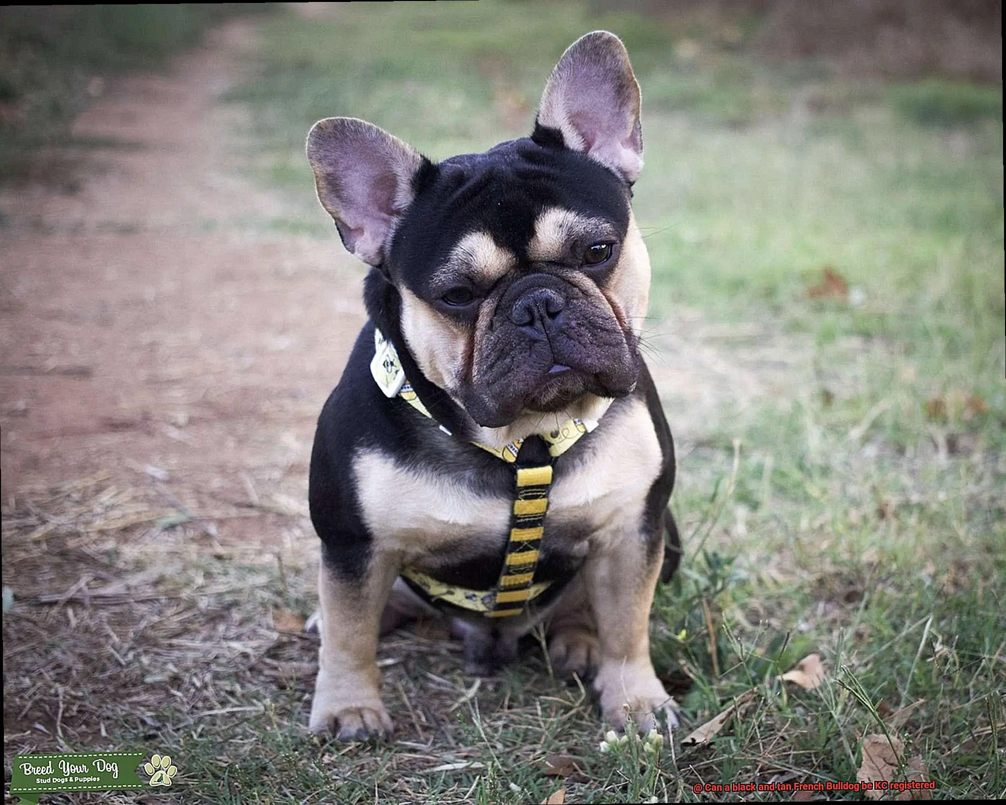 Can a black and tan French Bulldog be KC registered-3