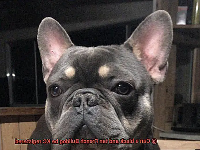 Can a black and tan French Bulldog be KC registered-5
