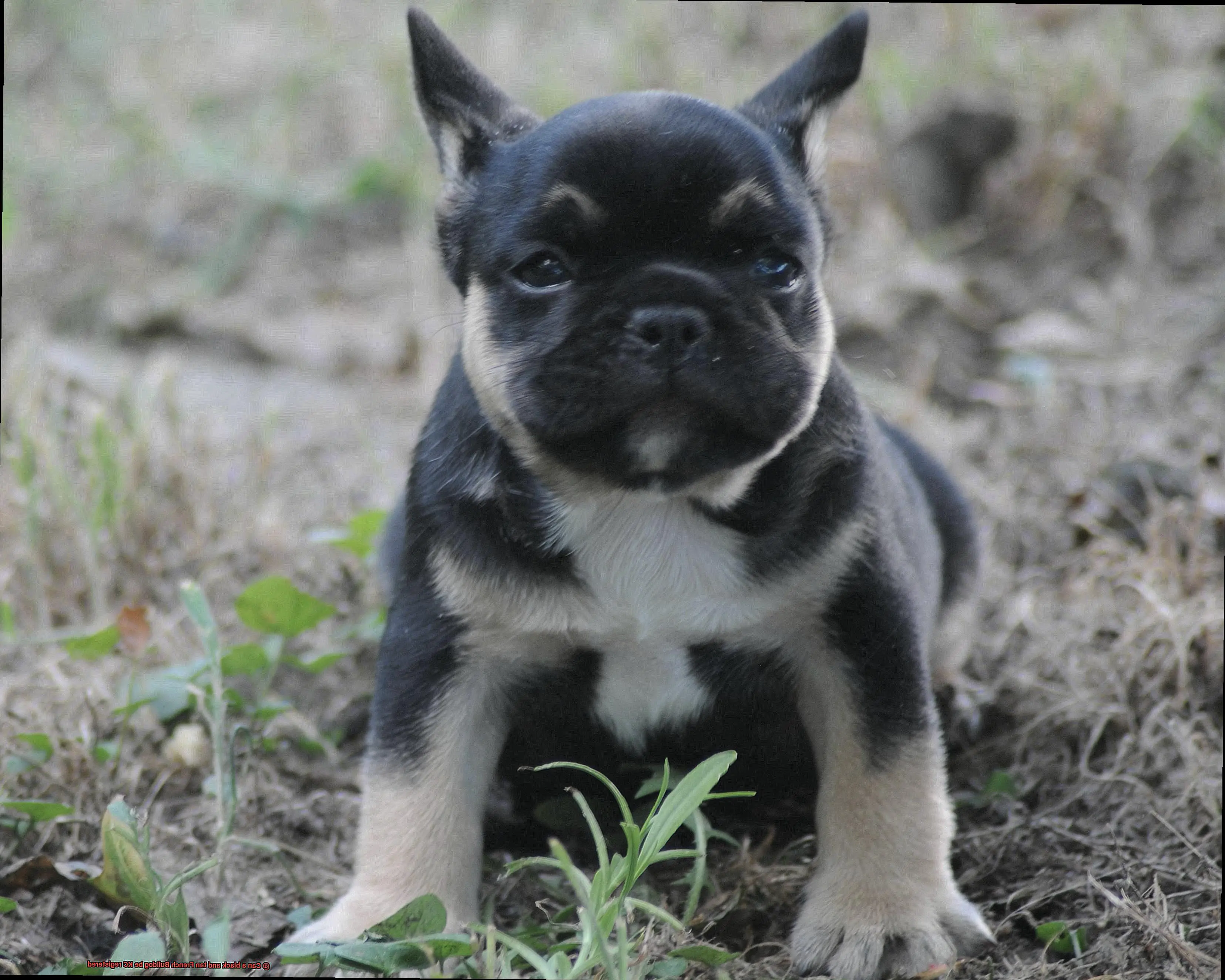 Can a black and tan French Bulldog be KC registered-2