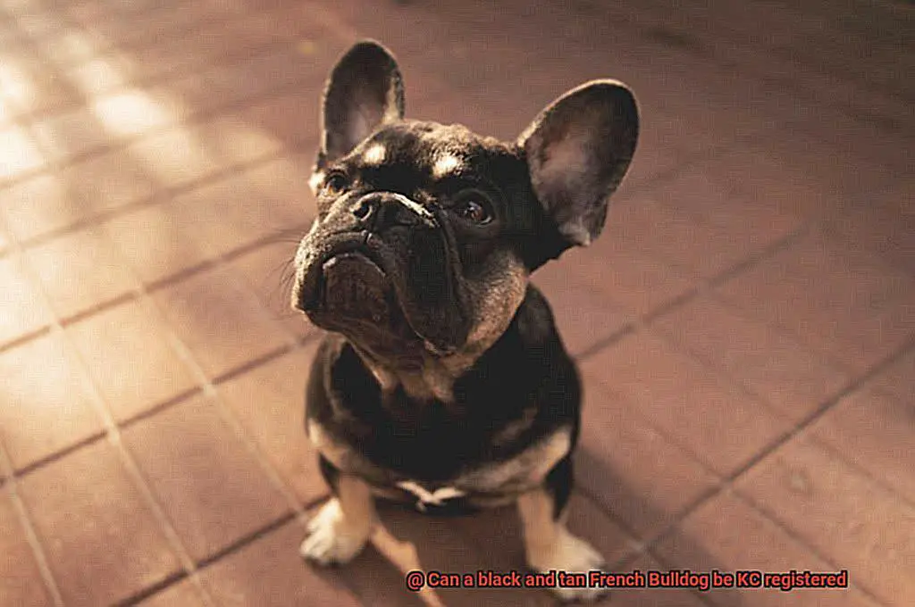 Can a black and tan French Bulldog be KC registered-4