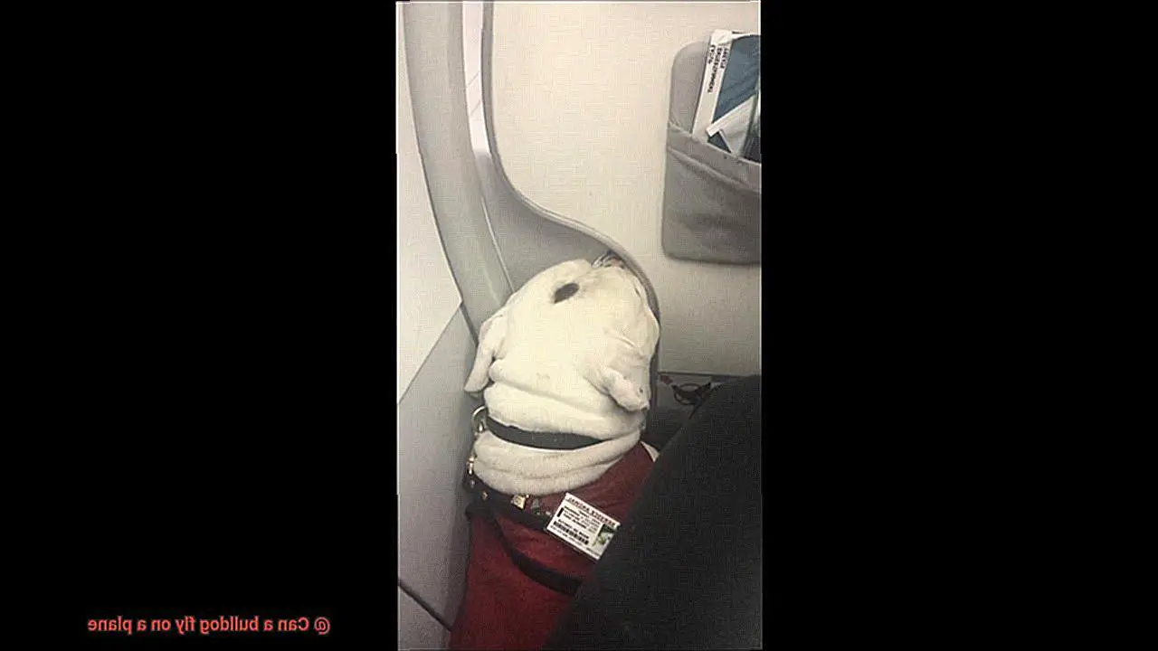 Can a bulldog fly on a plane-3