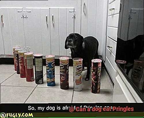 Can a dog eat Pringles-3