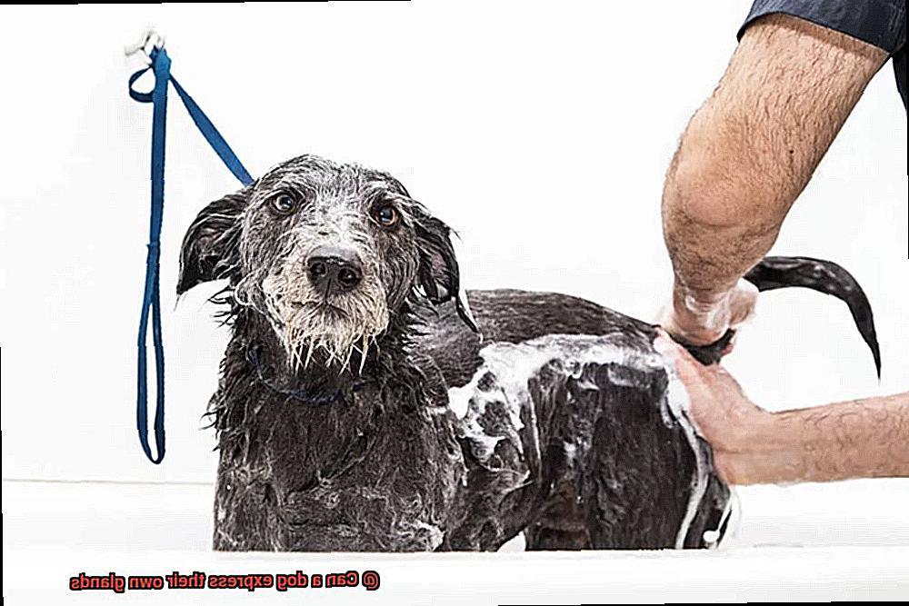 Can a dog express their own glands-3