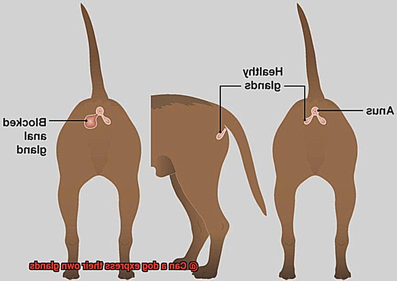 Can a dog express their own glands-2