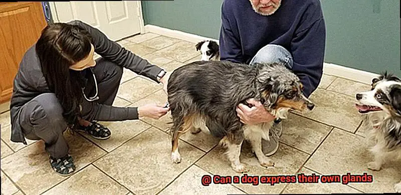 Can a dog express their own glands-4